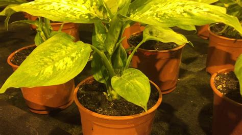 Растение Диффенбахия микс Tim купить в интернет-магазине Hoga.ru - YouTube