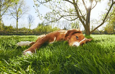 How Long Do Dogs Live With Enlarged Prostate