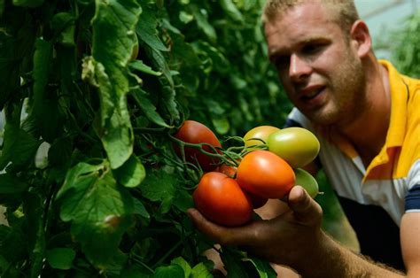 Slobodna Dalmacija Biljke Su U Temperaturnom Oku Pazite Kako