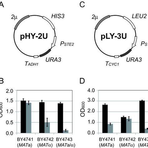 Schematic outline of yeast mating-type regulation and our engineered ...
