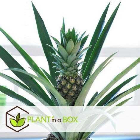 Ananas Comosus Plante Anti Ronflement Pot 14cm Hauteur 45 55cm