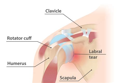 Shoulder Anatomy Labrum