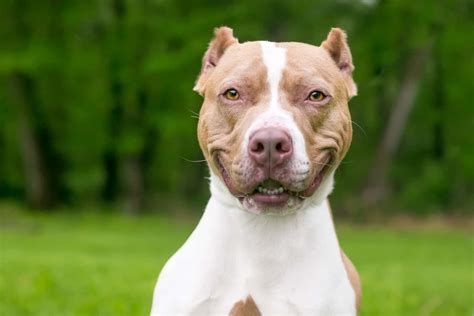 Why Do Pit Bulls Get Their Tails Cut Off