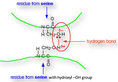 What Are The 6 Major Chemical Bonds Or Interactions In Proteins