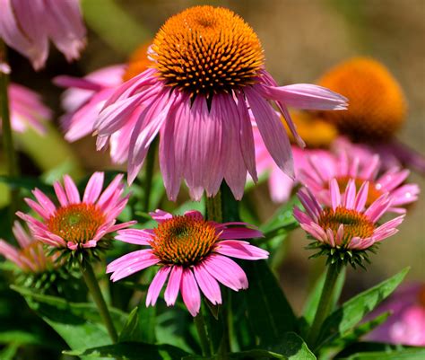 Why Fall is the Best Time to Plant Perennials | Espoma Organic