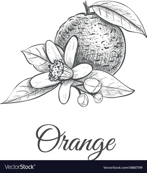 Orange Sketch With Flower Orange Royalty Free Vector Image