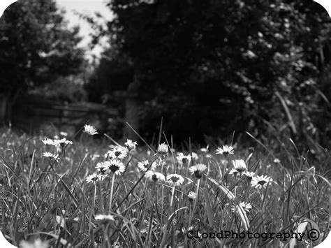 Backcombing & Bows: Nature Photography