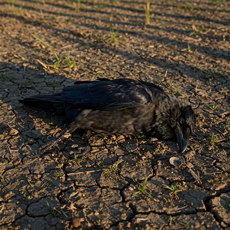 crow spirit animal meaning 5