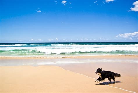 The 9 Best Dog Friendly Beaches In Florida
