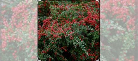 Кизильник горизонтальный купить в Уфе | Товары для дома и дачи | Авито