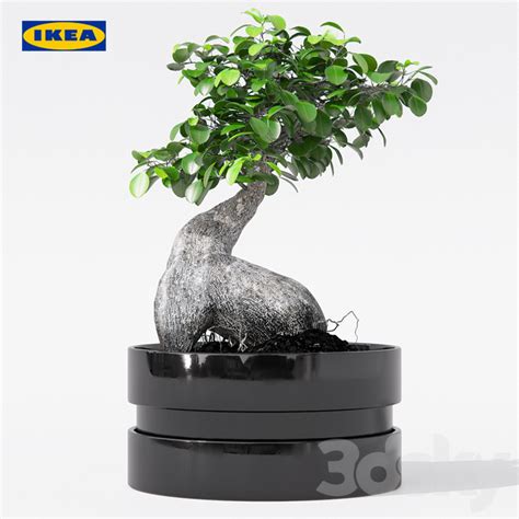 D Models Plant Ficus Microcarpa Ginseng With Pot Ikea