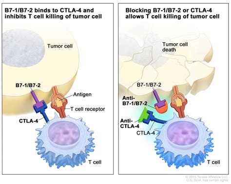 Figure Immune Checkpoint Inhibitor Checkpoint Proteins PDQ