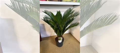 Цикас революта купить в Москве | Товары для дома и дачи | Авито