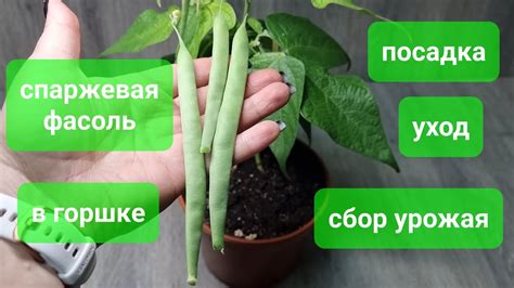 Спаржевая фасоль в горшке. Мой эксперимент. - YouTube