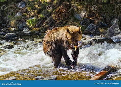 Grizzly Bear With Pink Salmon Stock Photo - Image: 21734020