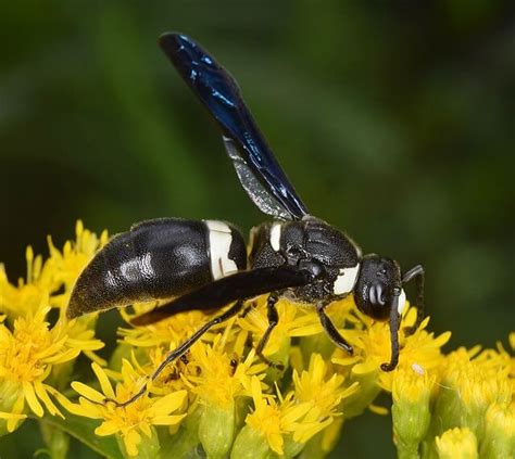 27 Common Wasps In North Carolina With Pictures