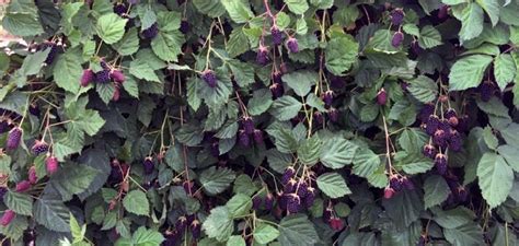 Columbia Star blackberry offers a new horizon in flavour - Hort News
