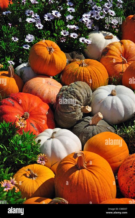 Halloween Pumpkin Display Sésamoaventuraportaventura Theme Park