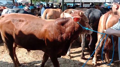 Harga Superan Sapi Bakalan Hari Ini September Pasar Sapi Pahing