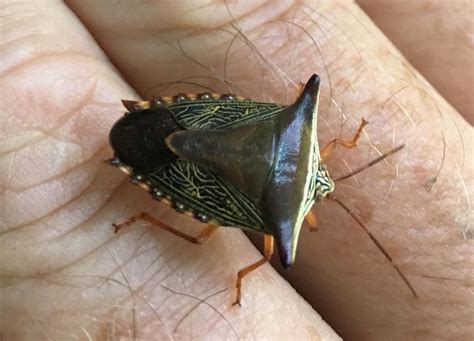 Oaxaca Mexico Who S This Horny Fellow R Whatsthisbug