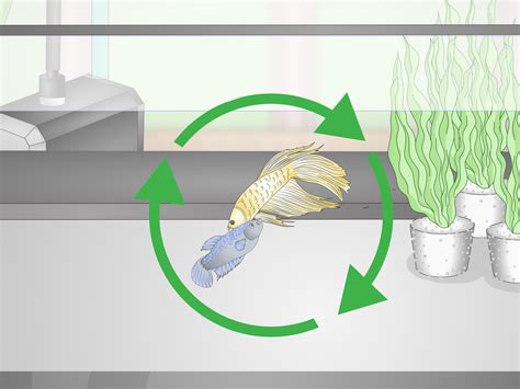 how to breed betta fish at home
