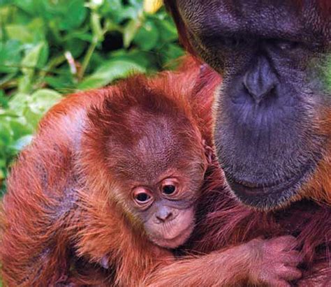 perths newest primate dont palm   zooborns