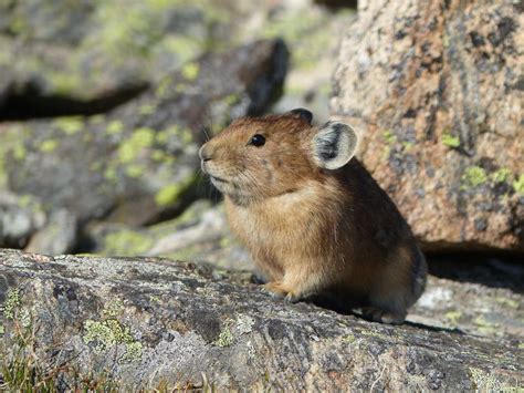 Pika monitoring project uses volunteers to collect scientific data | SummitDaily.com
