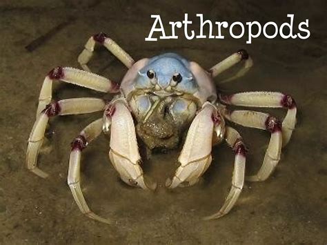 Mollusks Arthropods And Echinoderms Test With Answers 1