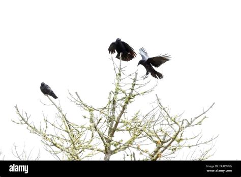 Three American Crows On Pine Tree Hi Res Stock Photography And Images