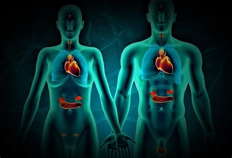O Que É Endocrinologia E Metabologia - Endocrinologia e metabologia: 7 diferenças para diagnósticos e ...