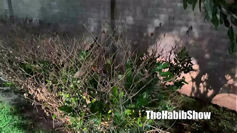 Big Ass Texas Thick Ambitious Booty Wild Loves Bbc Pimpin In Ah Bonnet Xxx Mobile Porno Videos