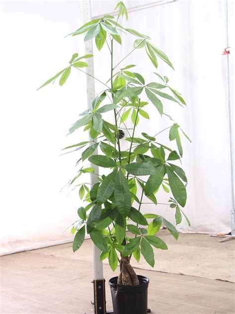 Large Money Tree - Prodahingplants