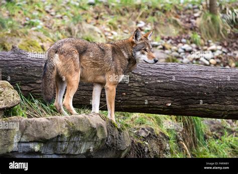 red wolf canis rufus wolf animal usa stock photo alamy
