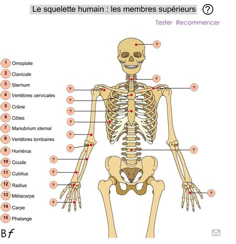 Apprendre à placer les os du squelette - familynet.overblog.com