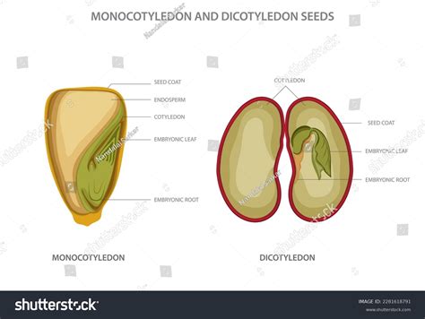 Types Stomata Royalty-Free Images, Stock Photos & Pictures | Shutterstock