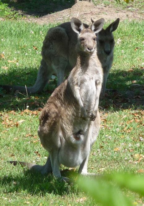Parc Pédagogique Myocastors Et Kangourous Saint Nectaire Le Kangourou