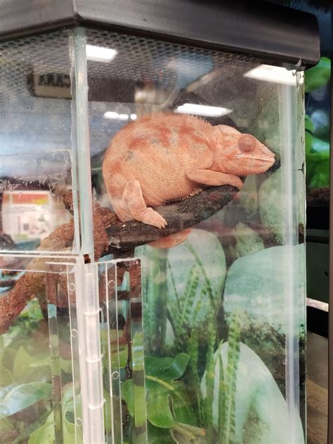 Stop supporting petco/petsmart | Chameleon Forums