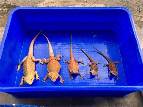 Bath Time For All My Bearded Dragons Bearded Dragon Bearded Dragon