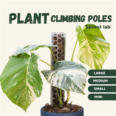 sprout lab plant climbing pole  aroids growing pole moss pole