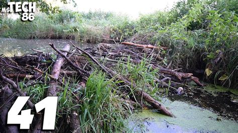 Manual Beaver Dam Removal No 41 The Long Way To The Goal YouTube