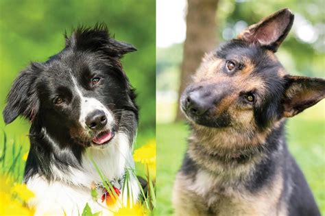 German Shepherd And Border Collie Mix Everything You Need To Know