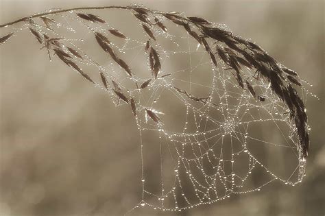 Venomous Spiders Pointe Pest Control Exterminator And Pest Control Service