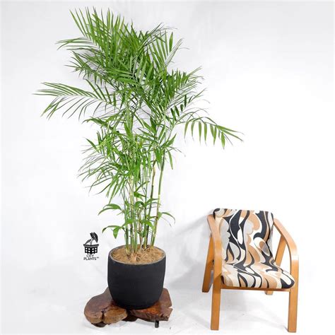 Bamboo Palm Plant Care And Growing Guide
