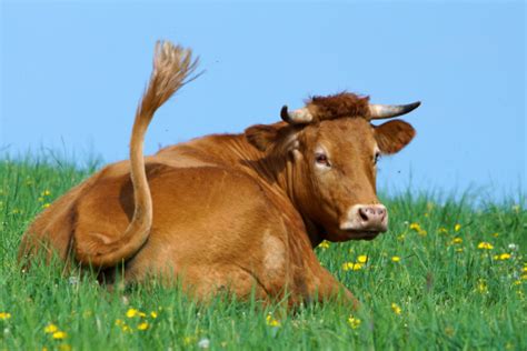 Cow On A Spring Meadow Stock Photo Download Image Now Istock