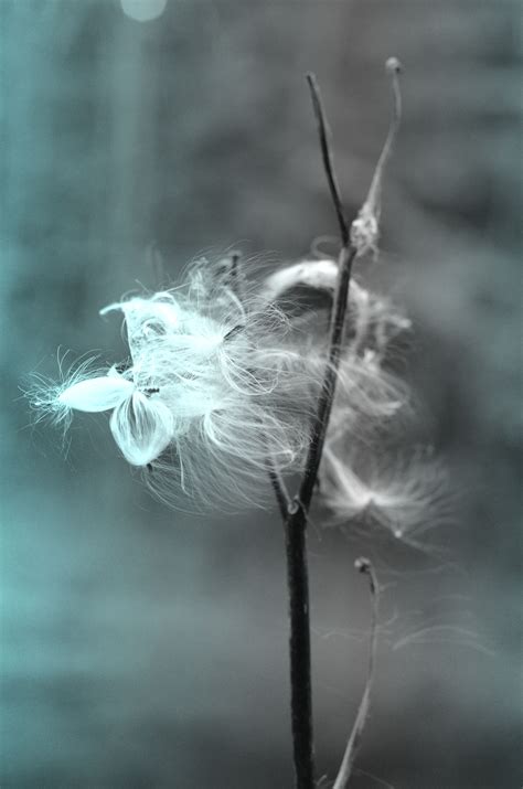 light wisp on Behance
