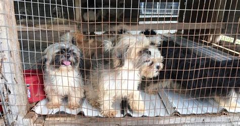 Jim Wells County Sheriff's Office rescues Shih Tzus from puppy mill