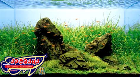 ADA Aqua Soil NEW Powder Amazonia - грунт Амазония, купить субстрат АДА ...