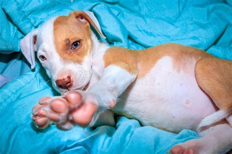 Brown And White Pitbull Terrier Puppy Dog Cape Town Stock Image