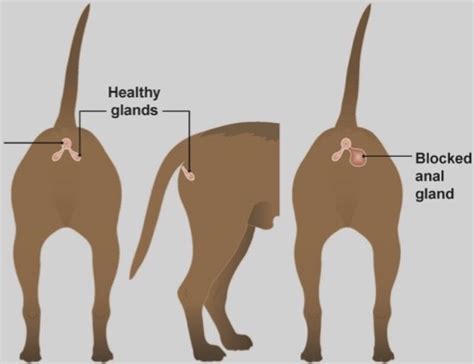 Anal Gland Misconception