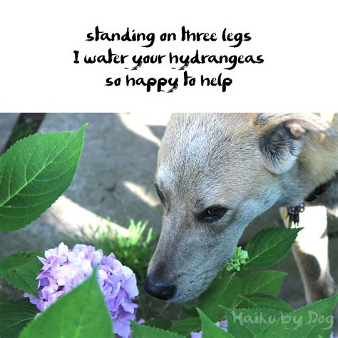 Haiku by Dog: Help : Life with Dogs and Cats